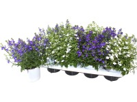 Grow by OBI Lobelka modrá (Lobelia erinus), pr. cca 13 cm