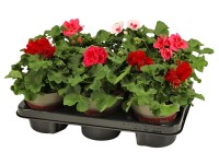 Landgard Pelargónia hybridná (Pelargonium interspecific) 