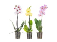 Orchidea Phalaenopsis, 1 výhonok 6+, 50-70 cm, rôzne farby, pr. kv. 12 cm