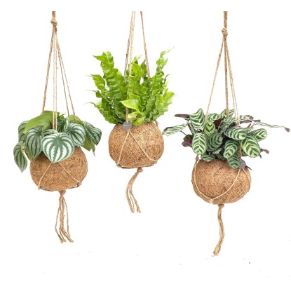Royal Lemkes Kokedama - rôzne druhy rastlín cca pr. 14 cm