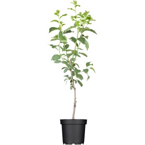 Mladá slivka 'Hauszwetsche Dunkelblau' v kvetináči, výška cca 120-140 cm.