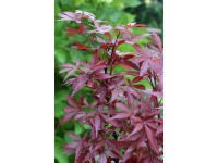 Javor dlaňolistý (acer palmatum) Skeeters Broom