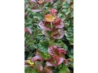 Leukote (leucothoe axillaris) Curly red