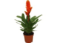 Bromélia rôzne druhy priemer kvetináča cca 9 cm