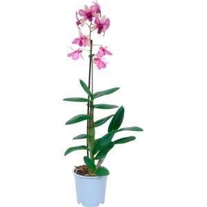 Bambusová orchidea 'Sa-Nook' s ružovými kvetmi v kvetináči.