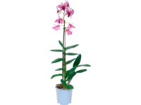 Orchidea Dendrobium Sa - Nook