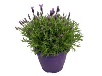GROW by OBI Levanduľa francúzska (Lavandula stoechas) výška 30-50 cm