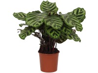 OBI Kalatea (Calathea) "Warcewiczii" vka 75-85 cm, pr. kvetina 19 cm