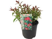 OBI Tavoľník (Spiraea) OBI Tavoľník (Spiraea)