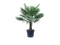 GROW by OBI Palma Konopná (Trachycarpus fortunei), cca 200/250 cm, kv. cca 70 l