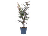 GROW by OBI Javor dlanitolistý (Acer palmatum) 