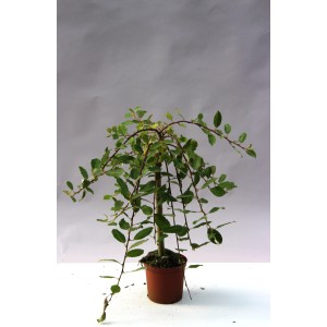 Japonská vŕba (Salix integra) v kvetináči.