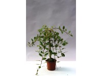 Vrba rakytová Pendula cca 60 cm