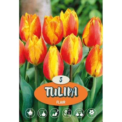 Jednoduchý raný tulipán "Flair"