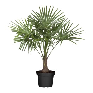 Zelená konopná palma (Trachycarpus fortunei) v kvetináči, výška cca 100-120 cm, pre vnútorné aj vonkajšie použitie.