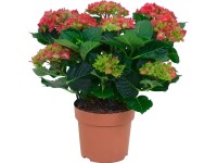 GROW by OBI Hortenzia kalinolistá priemer kvetináča cca 14 cm červená
