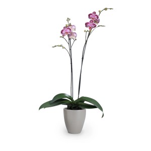 Kvetináč Scheurich 620, Ø 13 cm, taupe, s kvitnúcou orchideou.