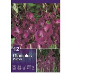 Mečík Gladiolus Purple