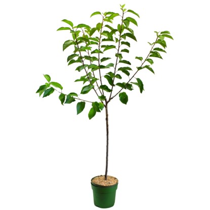 Bio čerešňa vtáčia (Prunus avium) "Lapins", výška cca 100-120 cm, kv. 7 l