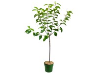 Bio čerešňa vtáčia (Prunus avium) 