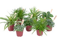 Mix zelených mini rastlín pr. kvetináča cca 6 cm