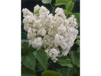 OBI Orgován obyčajný (Syringa vulgaris), biely, výška až 2 m
