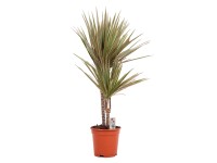 GROW by OBI Dračinec vrúbený (Dracaena marginata) Bicolor výška 75-95cm, pr.17cm
