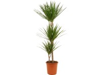 GROW by OBI Dracéna lemovaná 3 kmene priemer kvetináča cca 24 cm