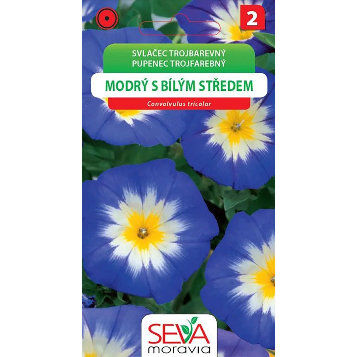 E-shop OSIVA Moravia Pupenec trojfarebný - modrý s bielym stredom(Convolvulus tricolor)