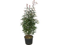 OBI Photinia 