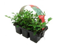 Skalník dammerov balenie 6 ks priemer kvetináča: cca 7 cm Cotoneaster dammeri Skalník dammerov balenie 6 ks priemer kvetináča: cca 7 cm Cotoneaster dammeri