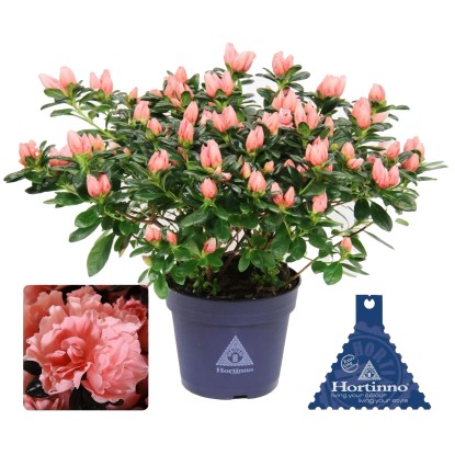 GROW by OBI Izbová azalka (Azalea rhododendron) Hortinno, ružová, pr. cca 13 cm