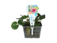 Lekno Trio priemer kvetináča cca 18 cm Nymphea