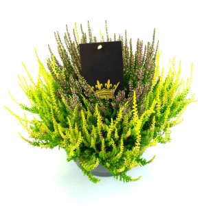Vres Colour Crown v kvetináči, žlto-fialová Calluna vulgaris, na balkón a do záhrady.