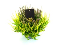 Q-Flower Vres obyčajný (Calluna vulgaris) 
