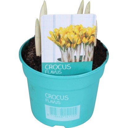 Šafran (Crocus) "Diamond Collection" priemer kvetináča cca 9 cm žltý