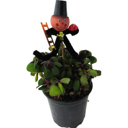 Štvorlístok Oxalis s kominárom pr. kvetináča cca 9 cm