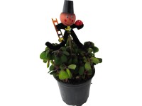 Štvorlístok Oxalis s kominárom pr. kvetináča cca 9 cm