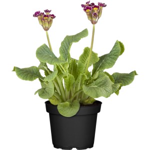 GROW by OBI Vysoká prvosienka v kvetináči, fialové kvety so žltým stredom.