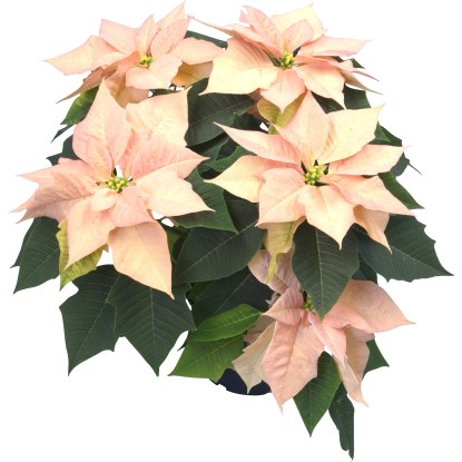 Vianočná ruža lososová plnený kvetináč s priemerom cca 21 cm Euphorbia pulcherri