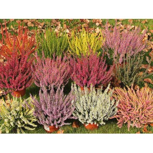 Vres "Garden Girl" v rôznych farbách v kvetináči (Ø 12 cm). Jesenná Calluna vulgaris do záhonov a hrantíkov.