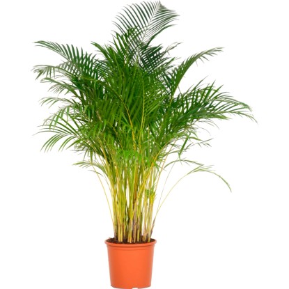 Palma Dypsis lutescens výška cca 140 - 150 priemer kvetináča 32 cm Areca Dypsis