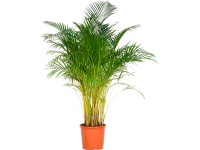 Palma Dypsis lutescens výška cca 140 - 150 priemer kvetináča 32 cm Areca Dypsis