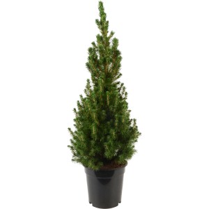 Smrek Conica v kvetináči, výška cca 55-60 cm, svetlozelené ihličie.