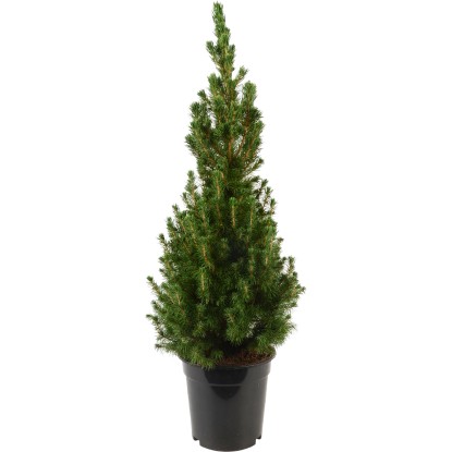 Smrek biely "Conica" výška cca 55 - 60 cm priemer kvetináča cca 15 cm Picea