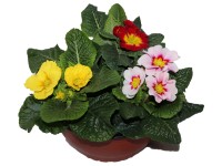 Prvosienky pozdĺžne v miske o pr. 19 cm