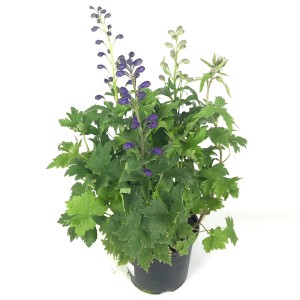 Ostrožka stračia 'Delphinium Hybrid Trio XL', výška 50 cm, s modrými kvetmi v kvetináči.