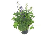 GROW by OBI Stračka (Delphinium Hybrida) 