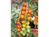 Kokteilový rajčiak priemer kvetináča cca 9 cm