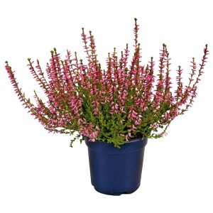 Vres (Calluna vulgaris) v kvetináči s ružovými kvetmi. Mrazuvzdorný vres pre záhony, hroby alebo misy.